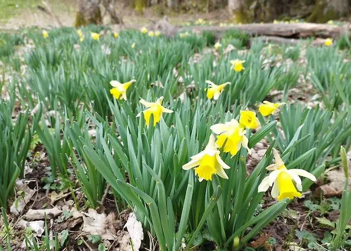 8 Pers, Maisonnette En Bordure De Foret Vosgienne 別荘